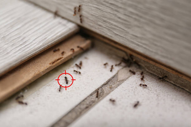 Best Spider Control Near Me  in Pennington, NJ