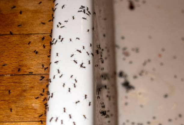 Best Flea Control Services  in Pennington, NJ