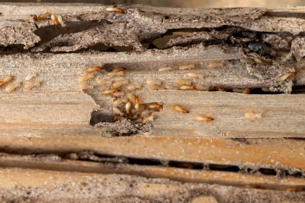 Trusted Pennington, NJ Pest Control Experts